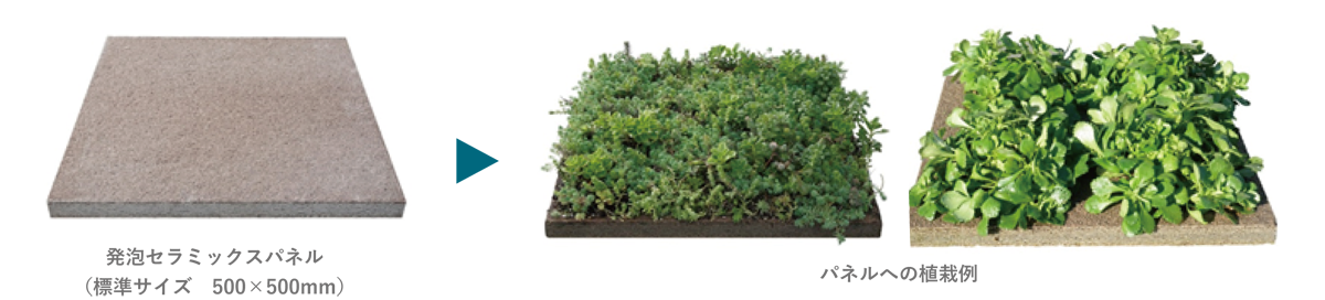 発泡セラミックスパネル (標準サイズ 500×500mm) パネルへの植栽例