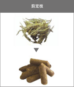 剪定枝